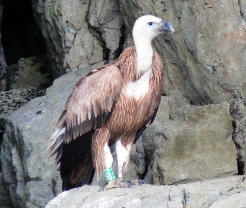 THE RETURN OF THE GRIFFON VULTURE
